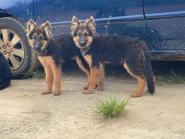 3-6 months Male Purebred German Shepherd · Photo 1