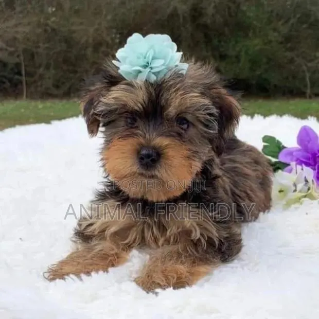 1-3 months Male Purebred Poodle · Photo 1