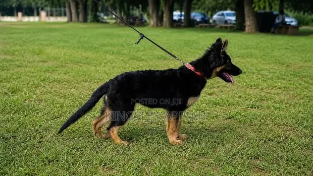 3-6 months Male Purebred German Shepherd · Photo 1
