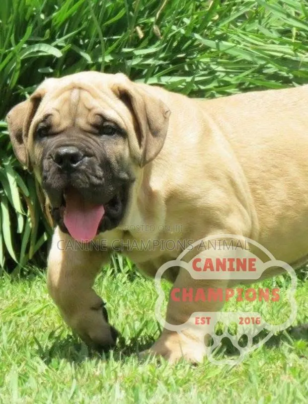 1-3 months Female Purebred Boerboel · Photo 1