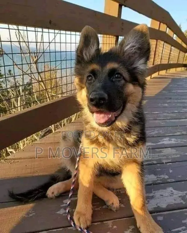 1-3 months Male Purebred German Shepherd · Photo 1