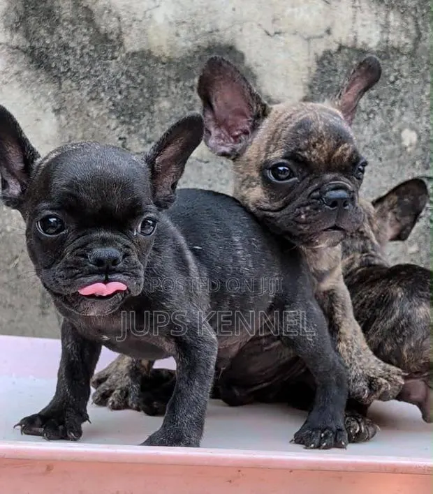 1-3 months Female Purebred French Bulldog · Photo 1
