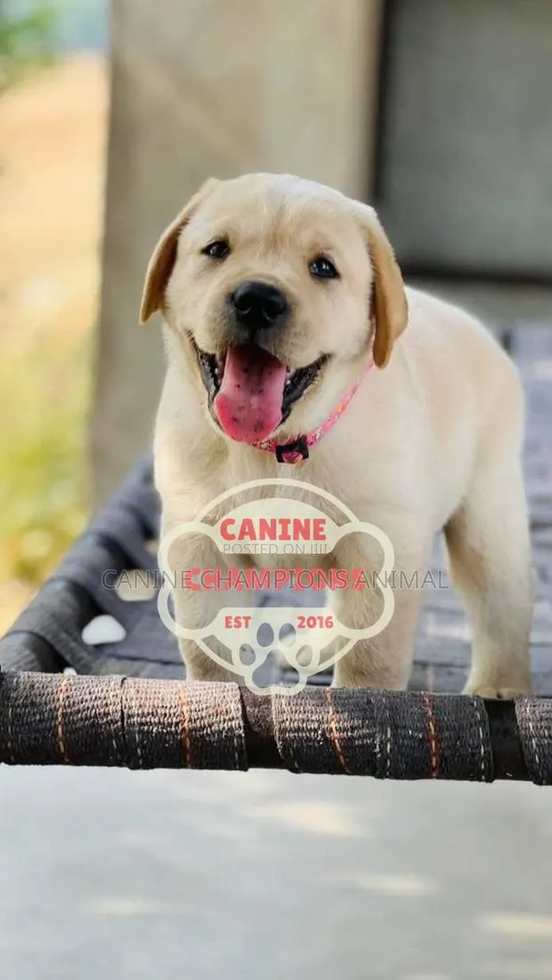 1-3 months Female Purebred Golden Retriever · Photo 1