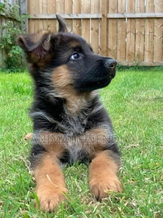 1-3 months Male Purebred German Shepherd · Photo 1