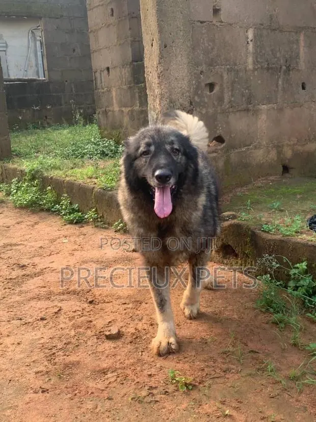 1+ year Male Purebred Caucasian Shepherd · Photo 1