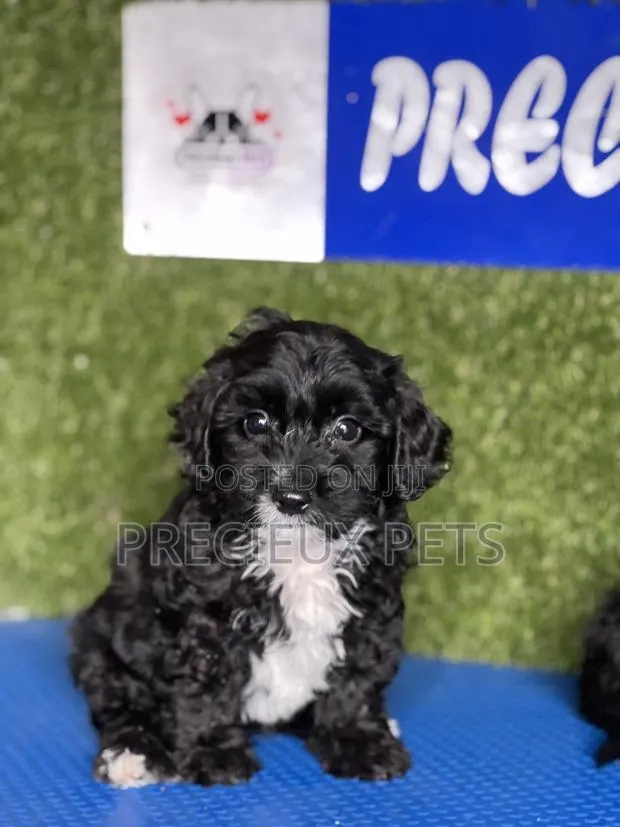 1-3 months Male Purebred Poodle · Photo 1