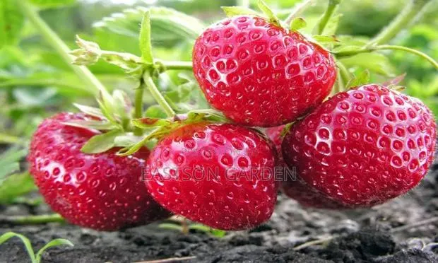 Exotic Grapes and Strawberry Seedlings · Photo 3