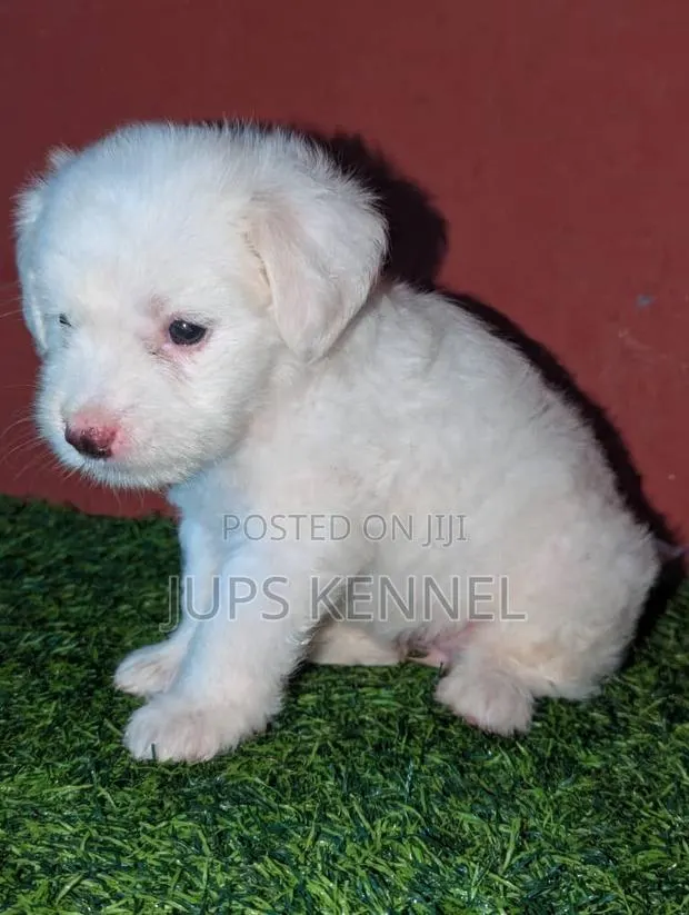 1-3 months Female Purebred Poodle · Photo 1