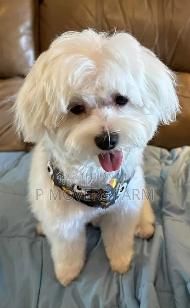 1-3 months Female Purebred Poodle · Photo 1