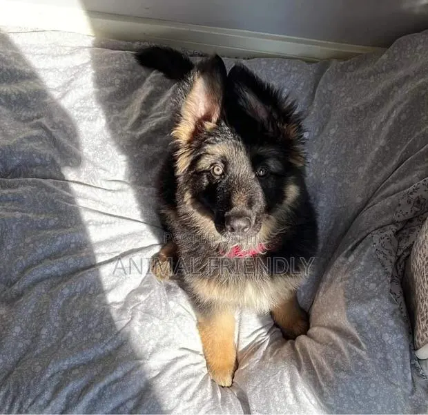 1-3 months Male Purebred German Shepherd · Photo 1