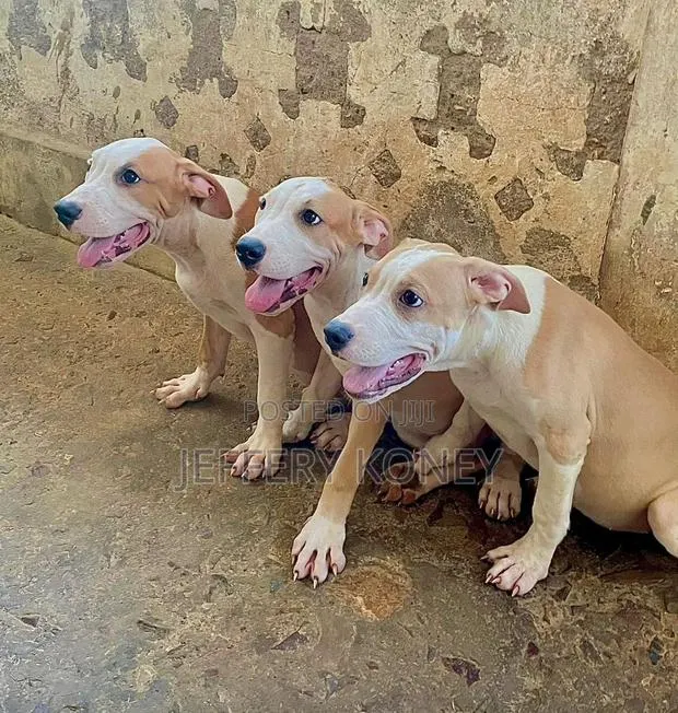 3-6 months Male Purebred American Pit Bull Terrier · Photo 1