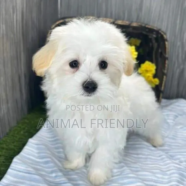 1-3 months Male Purebred Poodle · Photo 1