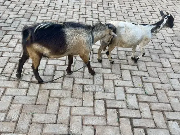 Goats for Sale and Crossing · Photo 3