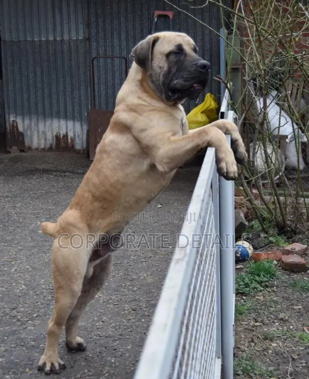 3-6 months Male Purebred Boerboel · Photo 1
