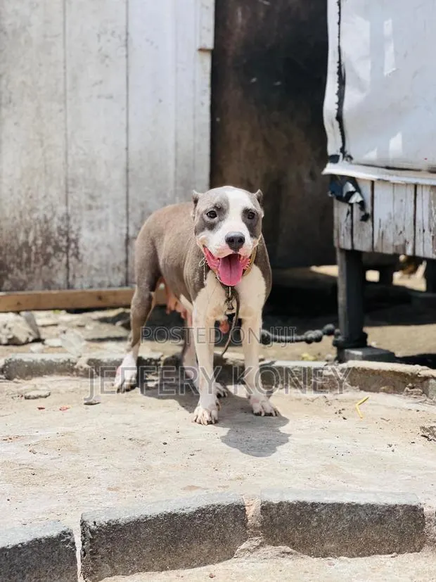 1+ year Female Purebred American Pit Bull Terrier · Photo 1