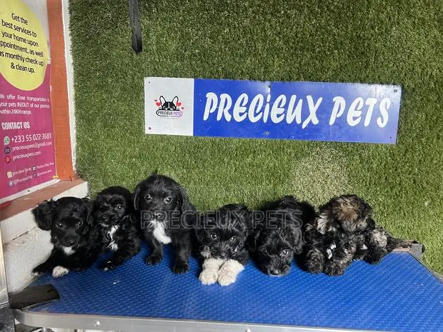 1-3 months Female Purebred Poodle · Photo 1