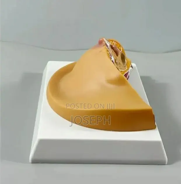 Breast Anatomy · Photo 1
