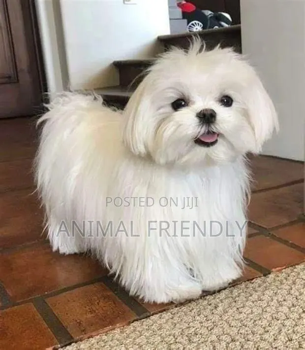 1-3 months Male Purebred Poodle · Photo 1