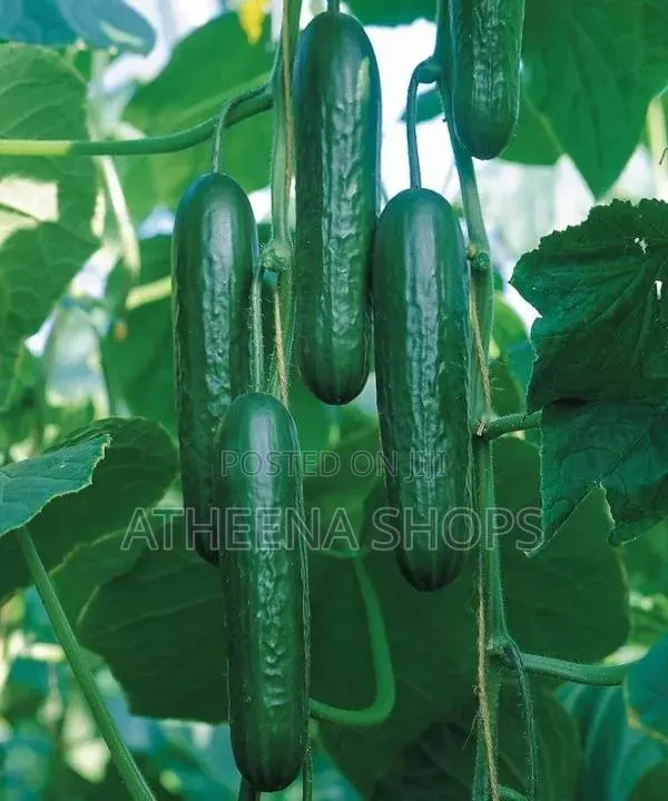 F1 Vihan Cucumber Seeds · Photo 3