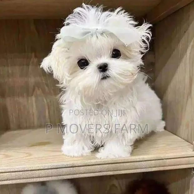 1-3 months Male Purebred Maltese · Photo 1