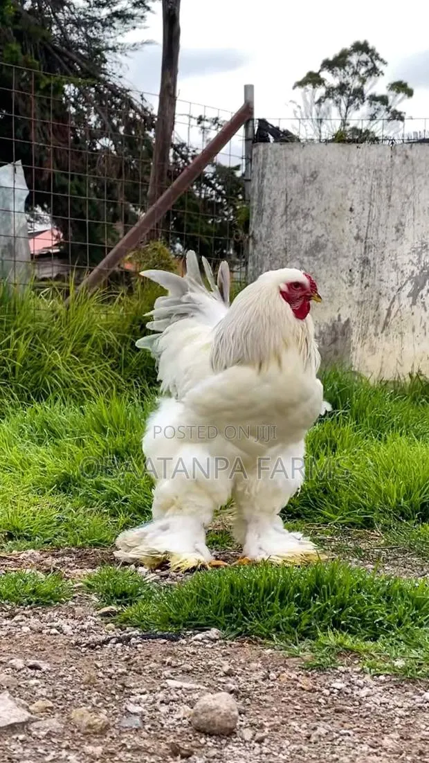 2weeks Old Brahma Chicks · Photo 1