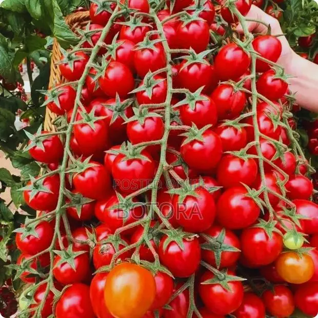 Premium Tomato Seeds – High Yield Garden Farm Vegetable Seeds · Photo 2