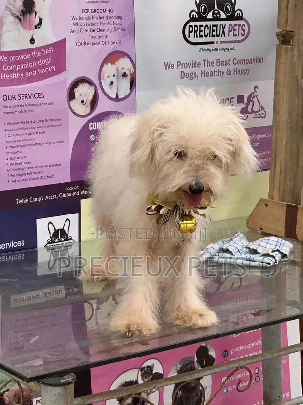 1+ Year Female Purebred Poodle · Photo 1