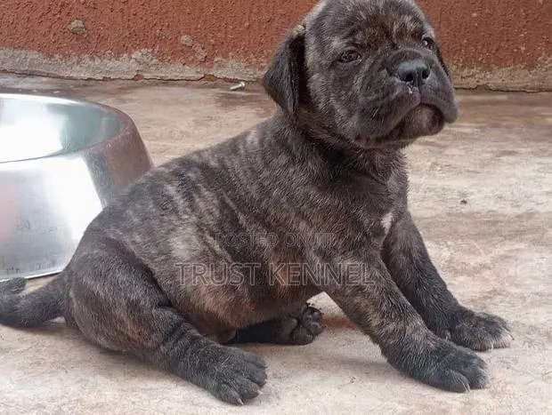 1-3 months Female Purebred Boerboel · Photo 1