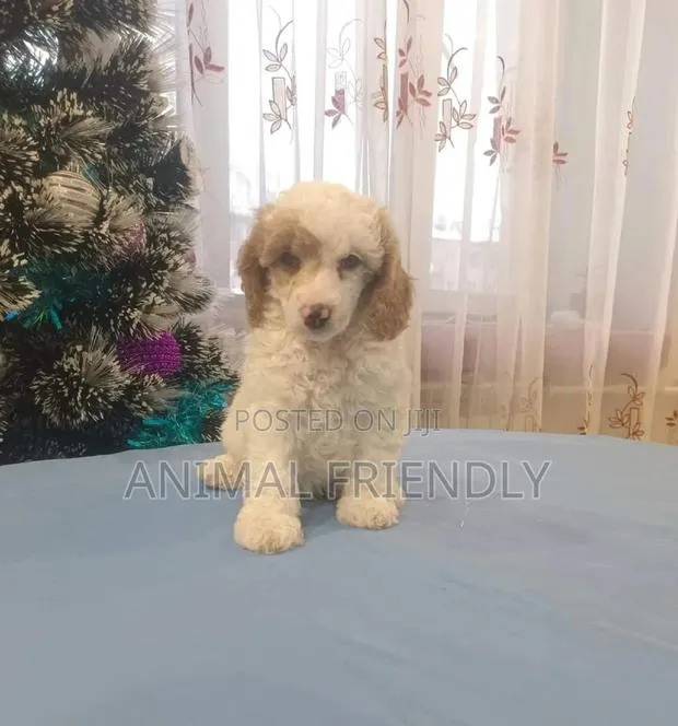 1-3 months Female Purebred Poodle · Photo 1