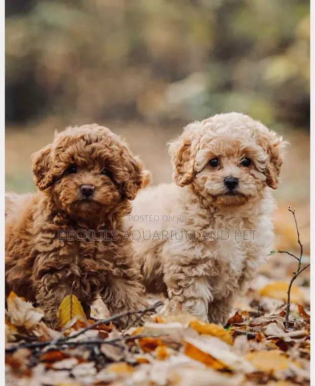 1-3 months Female Purebred Poodle · Photo 1