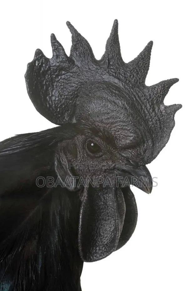 Ayam Cemani Chicks Available · Photo 1