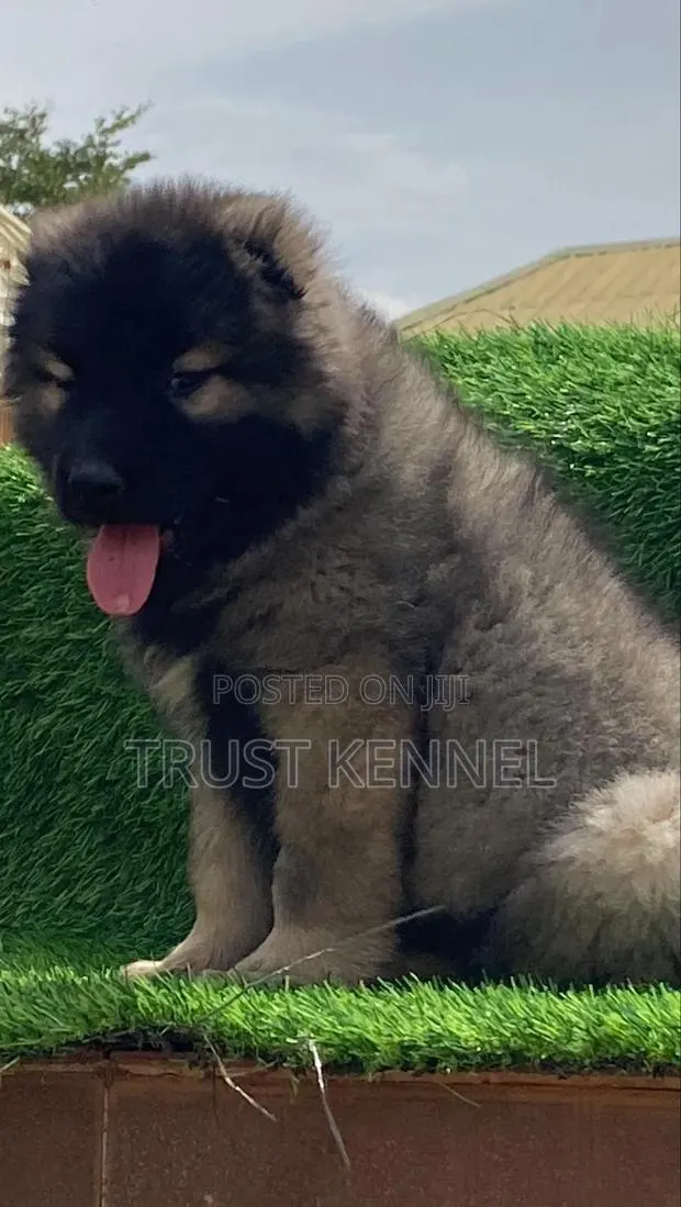 1-3 months Male Purebred Caucasian Shepherd · Photo 1