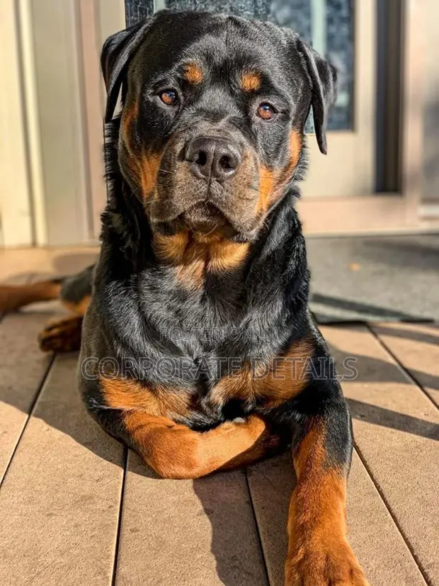 6-12 months Male Purebred Rottweiler · Photo 1