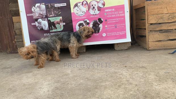 Mating for YORKSHIRE TERRIER · Photo 3