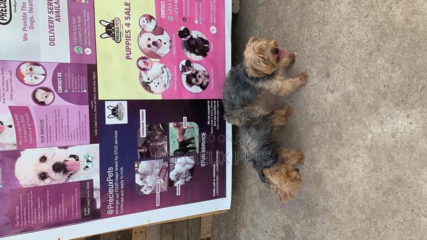 Mating for YORKSHIRE TERRIER · Photo 6