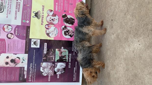 Mating for YORKSHIRE TERRIER · Photo 8