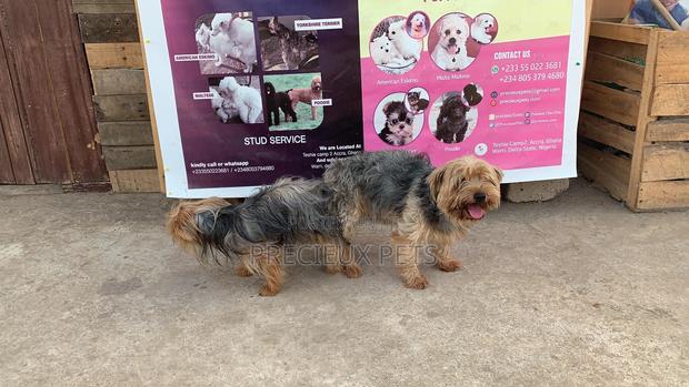 Mating for YORKSHIRE TERRIER · Photo 2