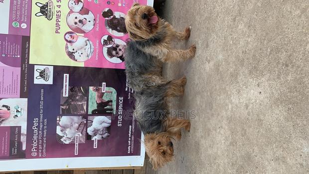 Mating for YORKSHIRE TERRIER · Photo 7