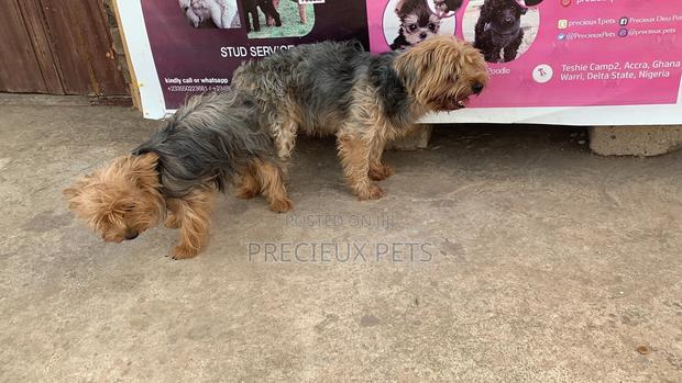 Mating for YORKSHIRE TERRIER · Photo 1