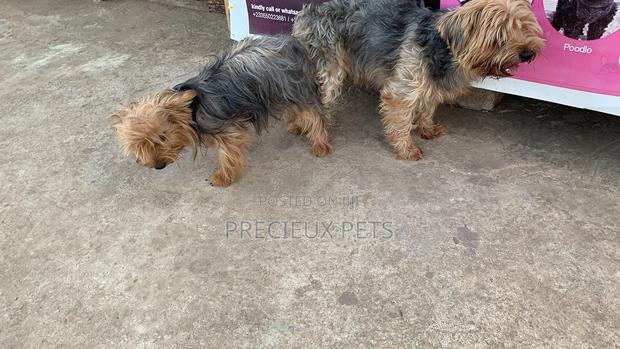 Mating for YORKSHIRE TERRIER · Photo 4