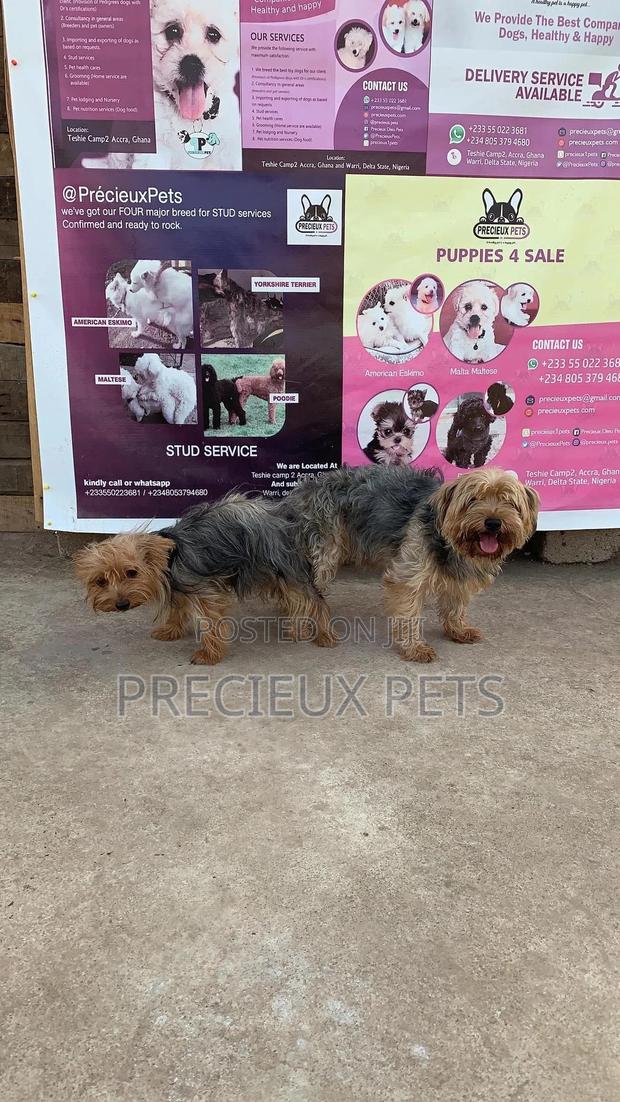 Mating for YORKSHIRE TERRIER · Photo 5