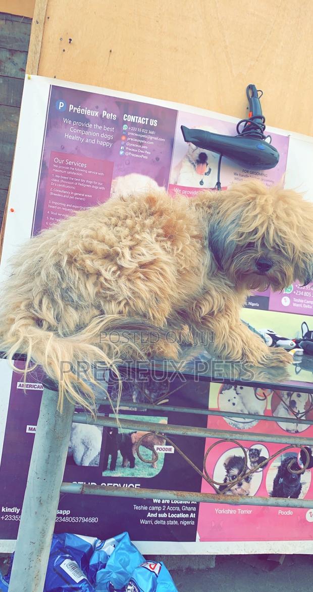 Grooming For Poodles · Photo 3