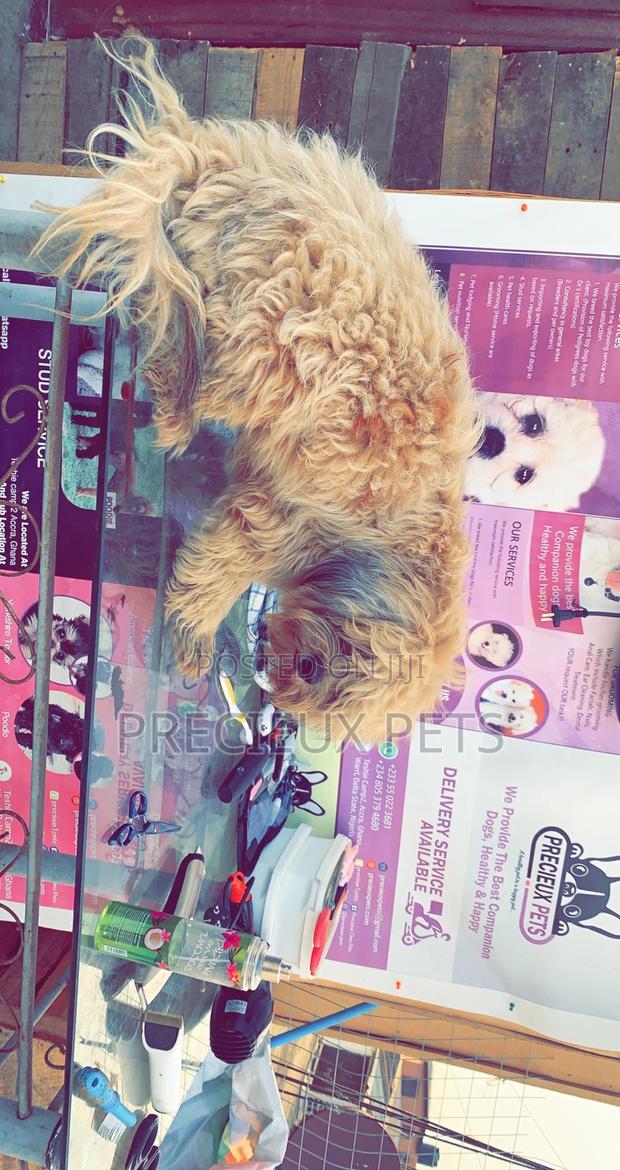 Grooming For Poodles · Photo 2