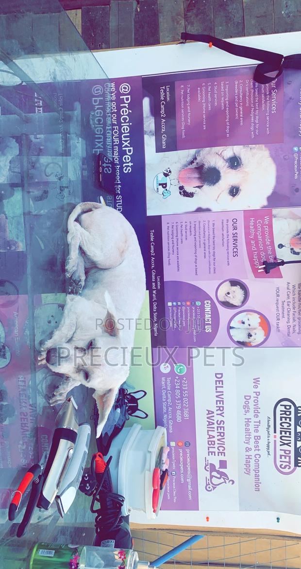 Pet Grooming (Kennel’S Cut) · Photo 3