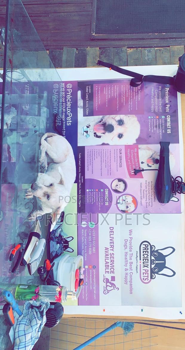 Pet Grooming (Kennel’S Cut) · Photo 4