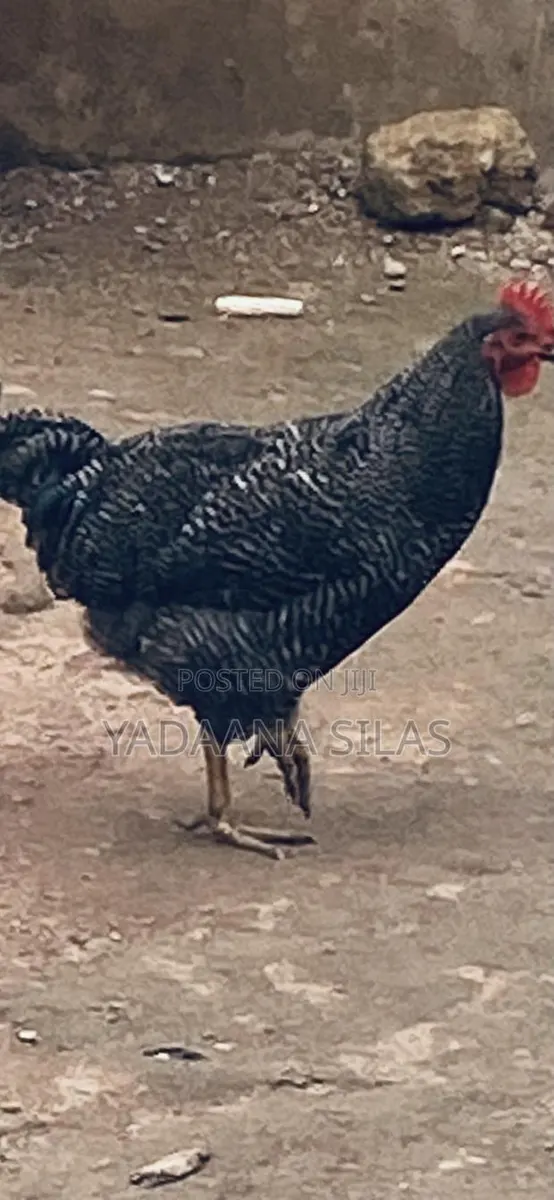 Good Animals Ventures · Photo 1