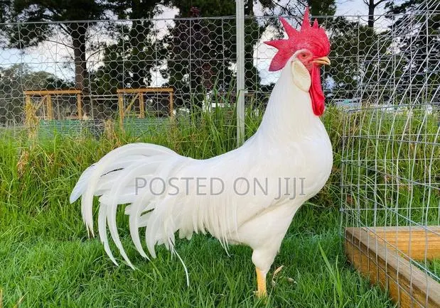 Hyline Cock · Photo 1