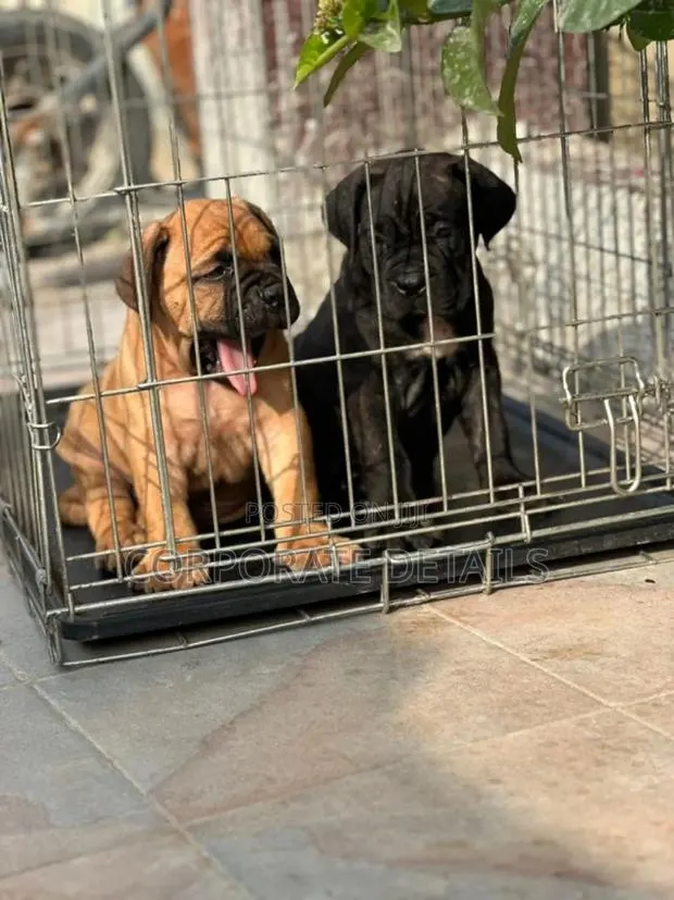 1-3 months Male Purebred Boerboel · Photo 1