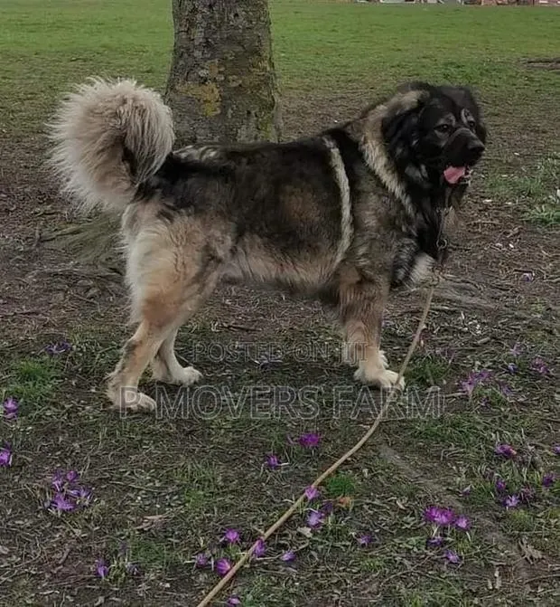 1-3 months Male Purebred Caucasian Shepherd · Photo 1