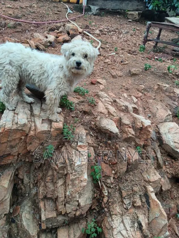 1+ year Male Purebred Maltese · Photo 1